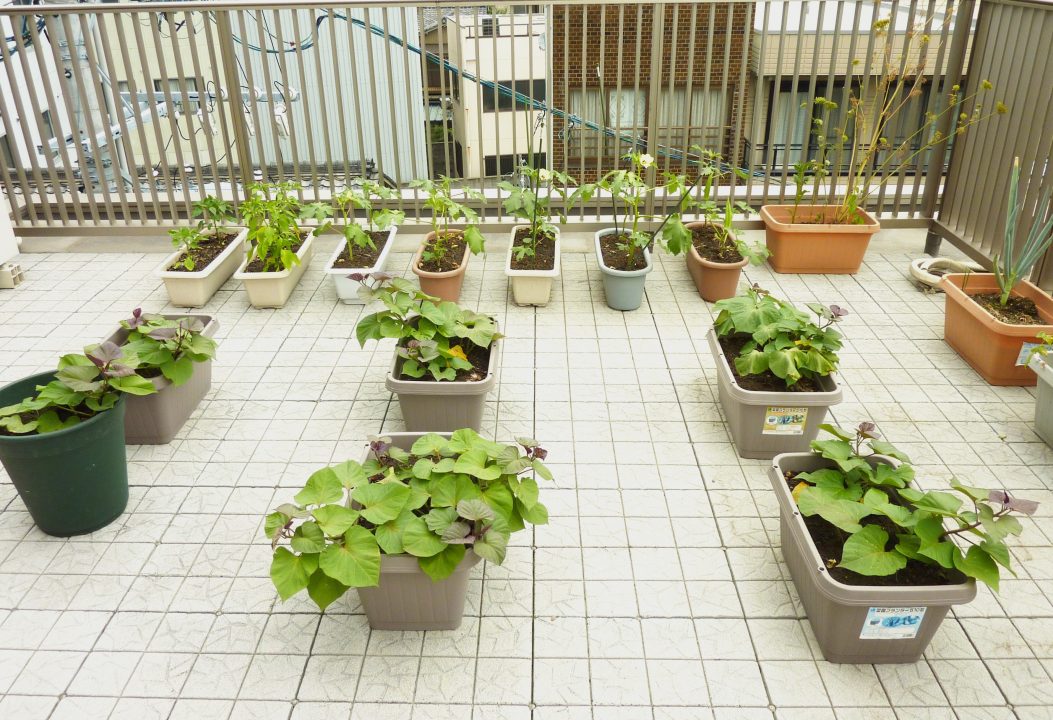 屋上の家庭菜園